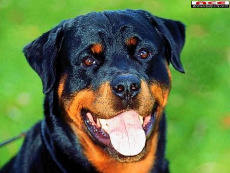 dog!!!